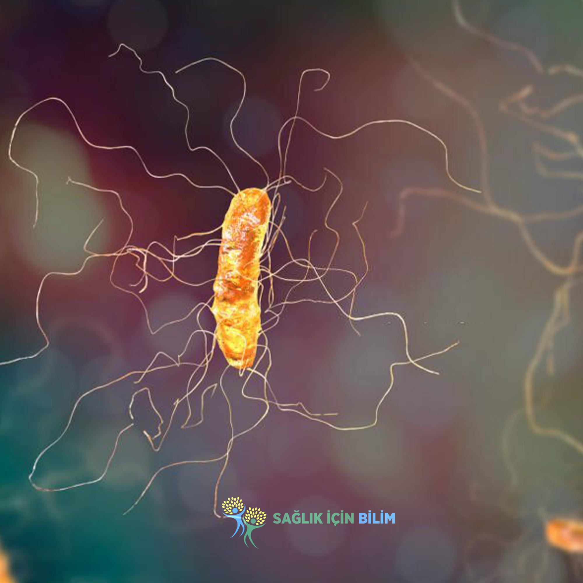 Fekal (dışkı) mikribiyota transplantasyonu tekrarlayan C. Difficile enfeksiyonu için çocuk, erişkin ve yaşlılarda faydalı